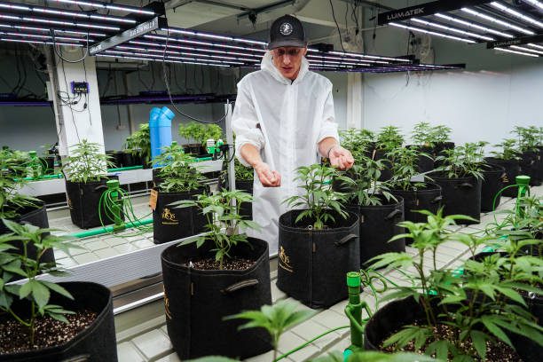 A cannabis grower talks about seeds and strains during a cultivation class at Royal Queen Seeds cannabis store in Bangkok, Thailand, 09 September 2023. (Photo by Anusak Laowilas/NurPhoto via Getty Images)