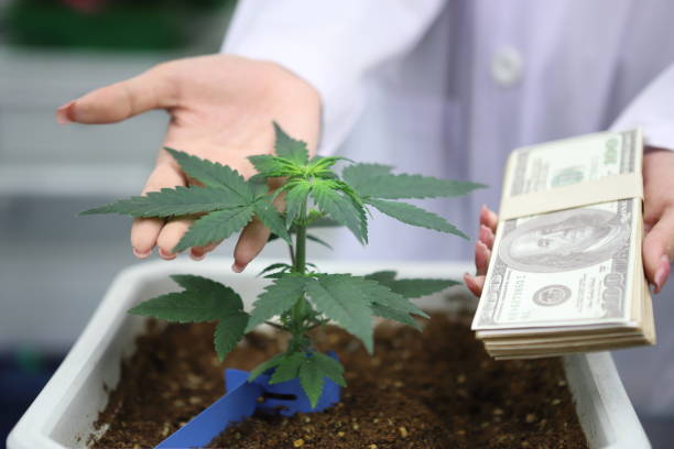 scientist analyzing a biological and ecological hemp plant used for herbal pharmaceutical CBD oil and THC oil in a laboratory.