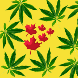 Hemp Licensing in Canada Continues to Drop for Third Year