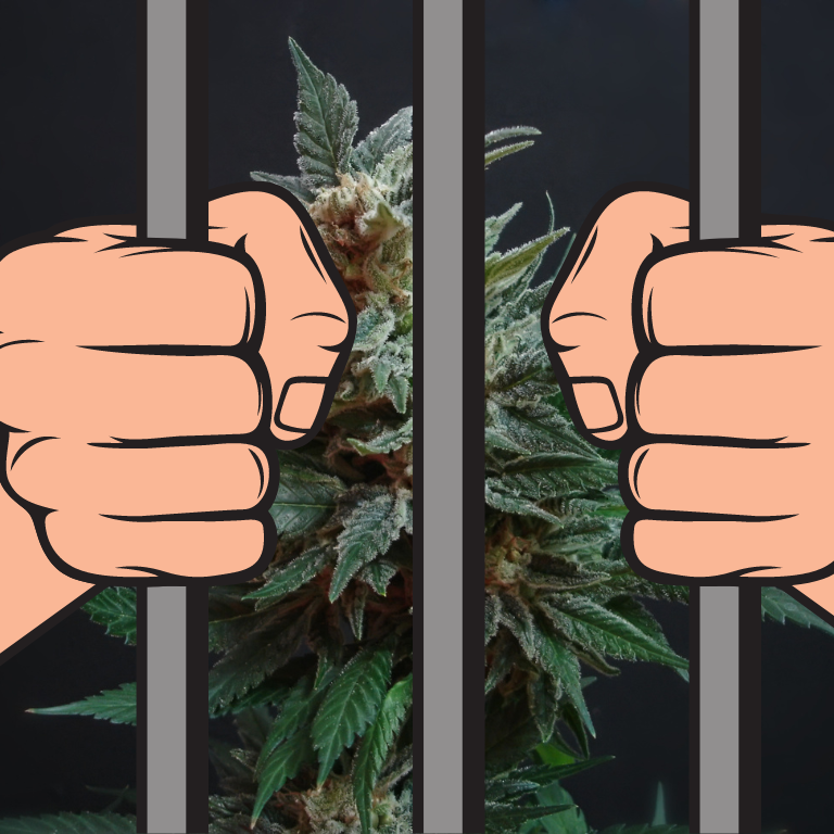 Marijuana Cultivation Manager Sentenced to Prison