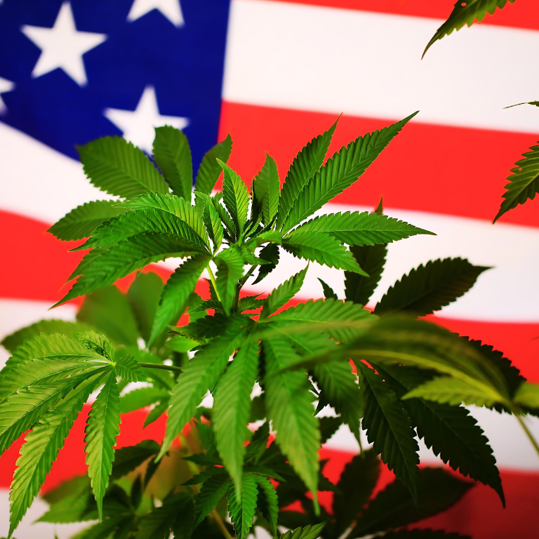 Kamala Harris's VP Contenders Back Cannabis Legalization