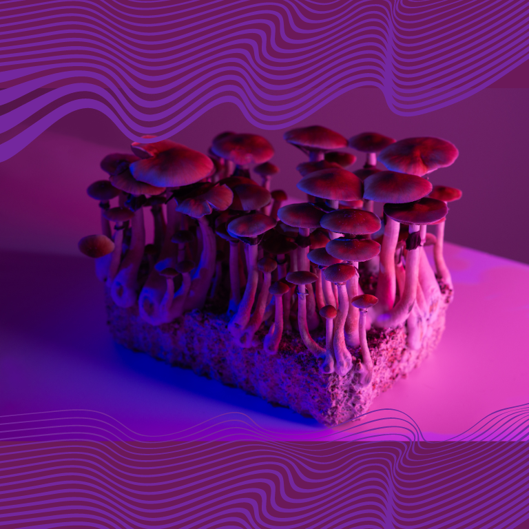 MA Campaign Turns In Signatures for Psychedelics Ballot