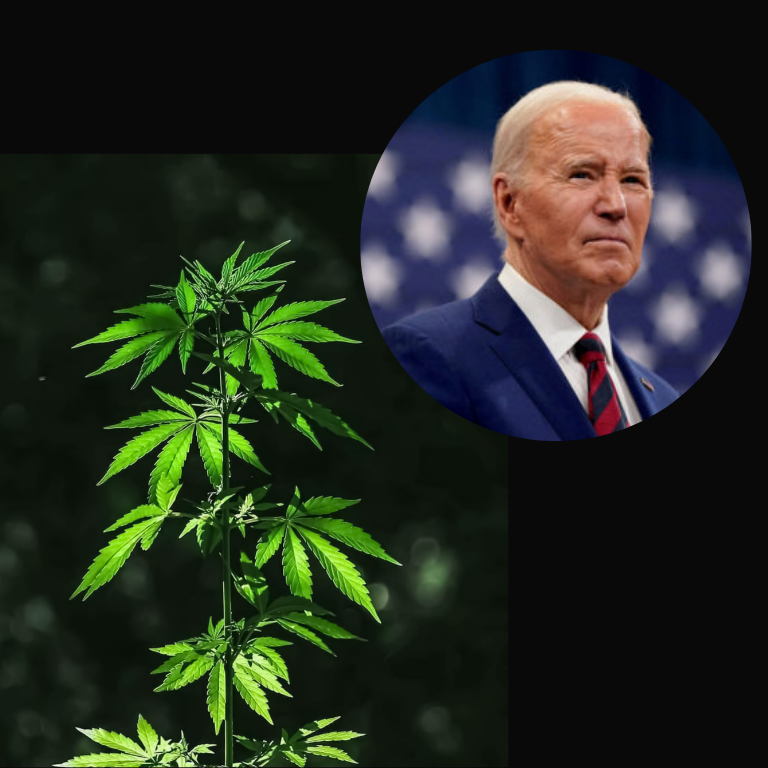 Assessing Cannabis Stances of Potential Biden Successors