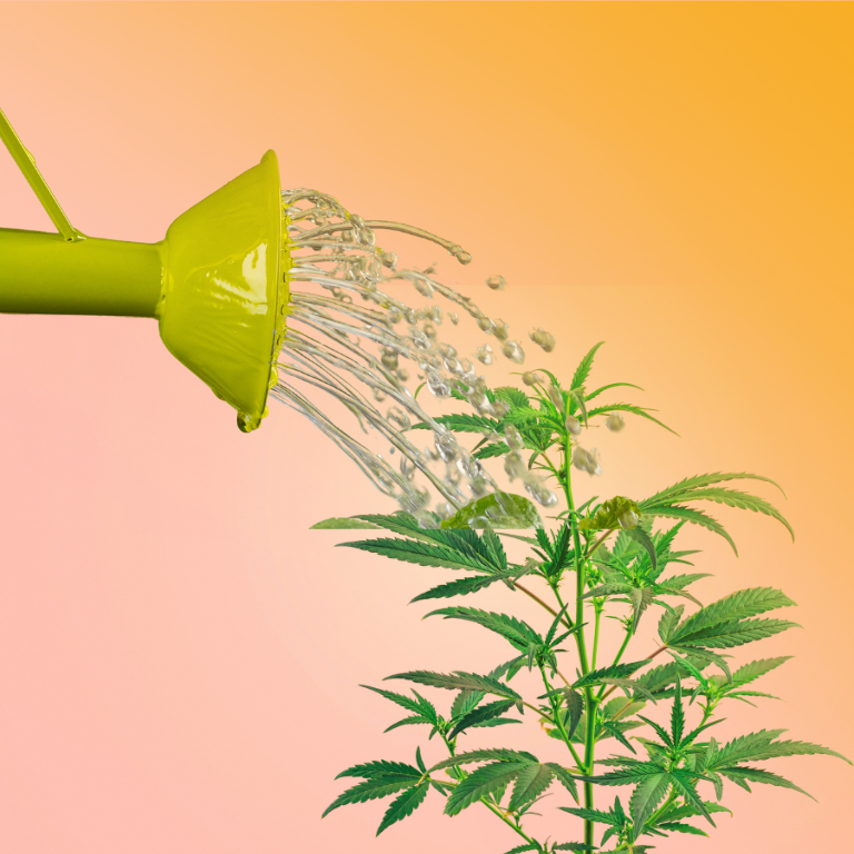 Effective Water Conservation Methods for Cannabis Cultivation