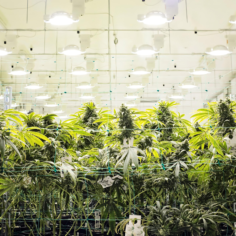 Cannabis Cultivation: Best Areas and Climate Conditions