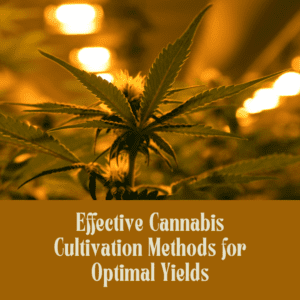 Effective Cannabis Cultivation Methods for Optimal Yields