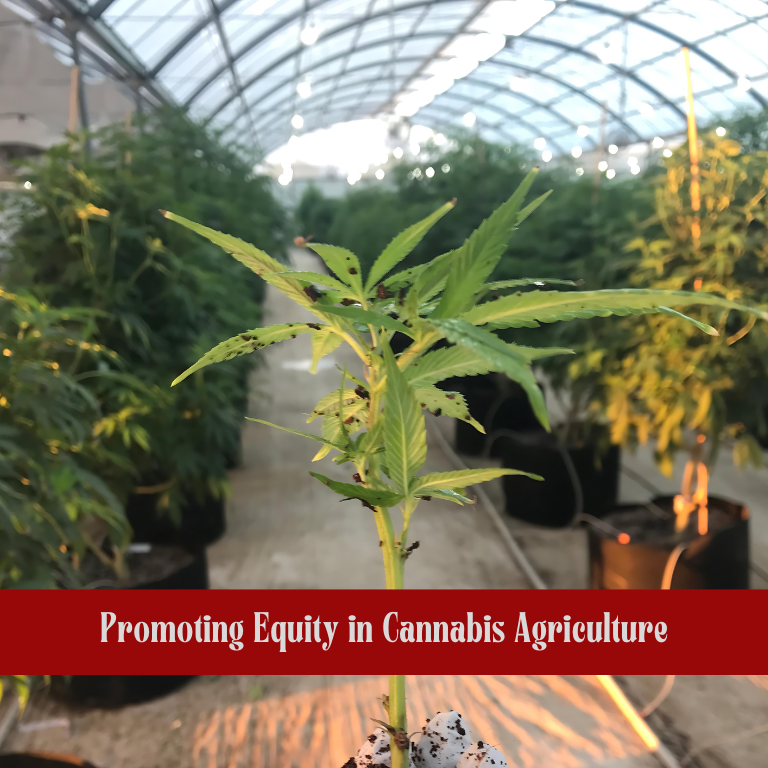 Addressing Equity in the Cannabis Agriculture Industry