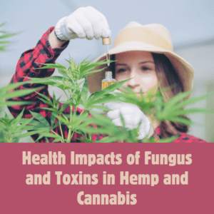 Health Impacts of Fungus and Toxins in Hemp and Cannabis