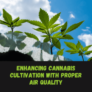 Enhancing Cannabis Cultivation with Proper Air Quality