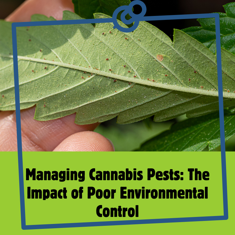 Managing Cannabis Pests: The Impact of Poor Environmental Control