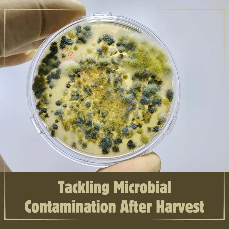 Tackling Microbial Contamination After Harvest