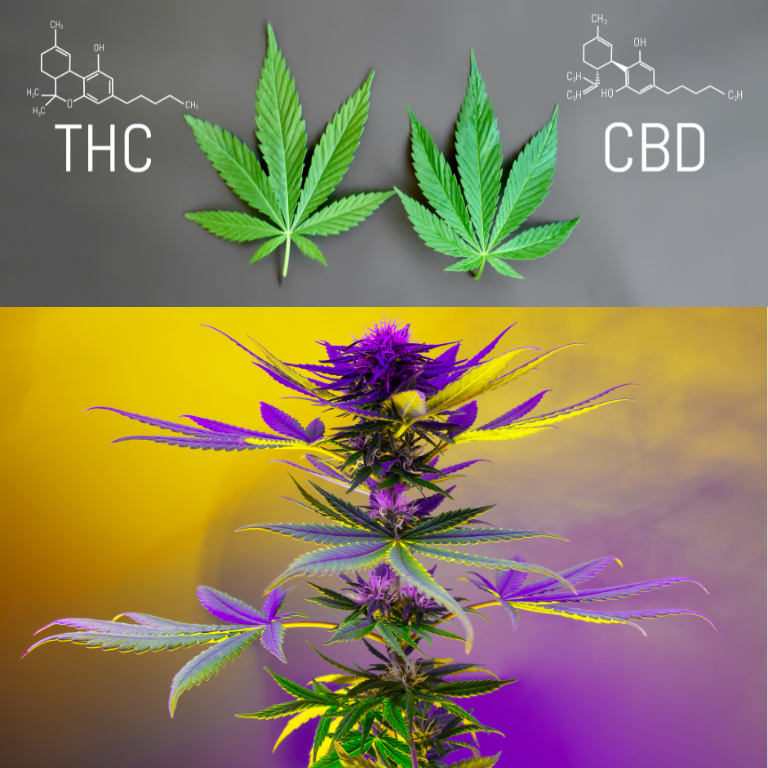 Cannabinoid Differences: Hemp and Cannabis Explained