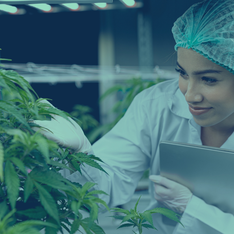 Futureproofing Your Cannabis Facility for Operational Efficiency