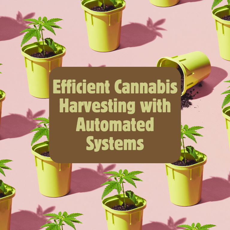 Efficient Cannabis Harvesting with Automated Systems