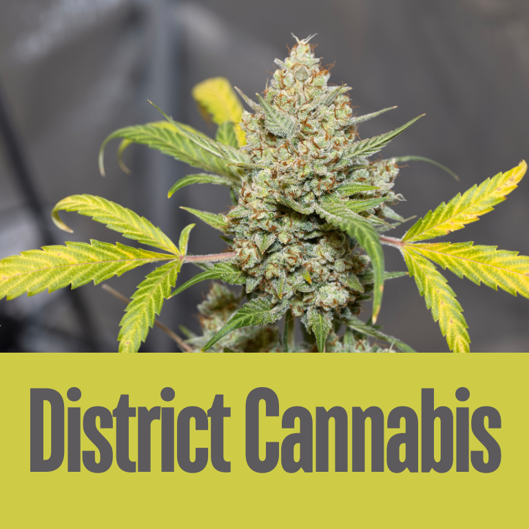 Exploring Excellence: CannaCribs Presents District Cannabis