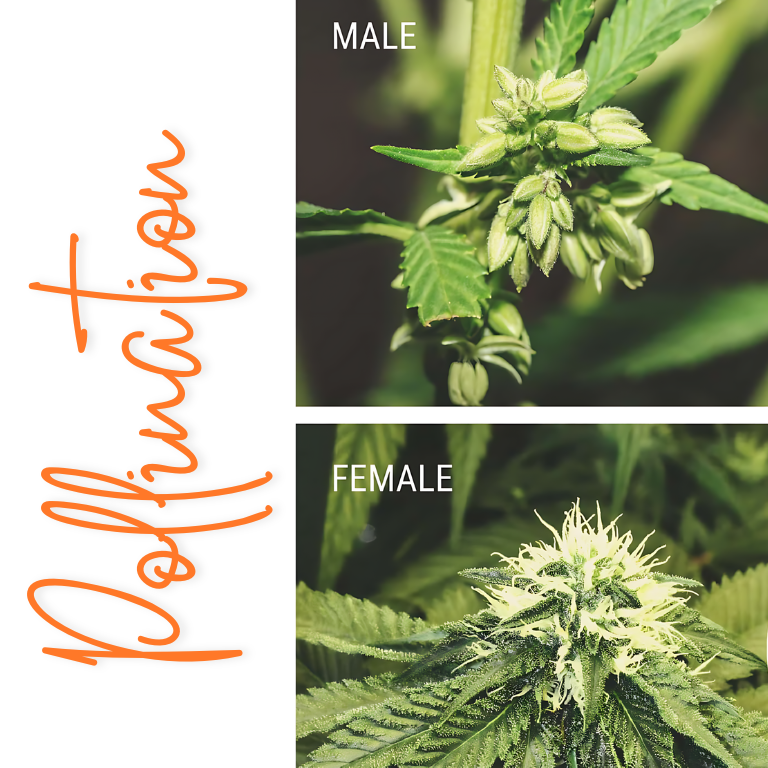 Open-Pollination Breeding for Multiple-Male Cannabis