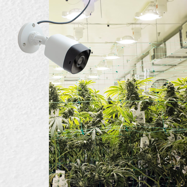 Surveillance and Social Control in U.S. Cannabis Industry