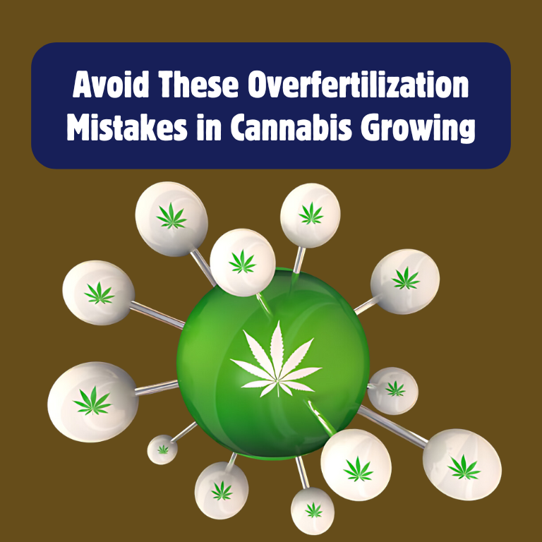 Avoid These Overfertilization Mistakes in Cannabis Growing