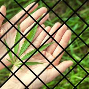 Unveiling the Truth: Cannabis Impact on Prison Demographics