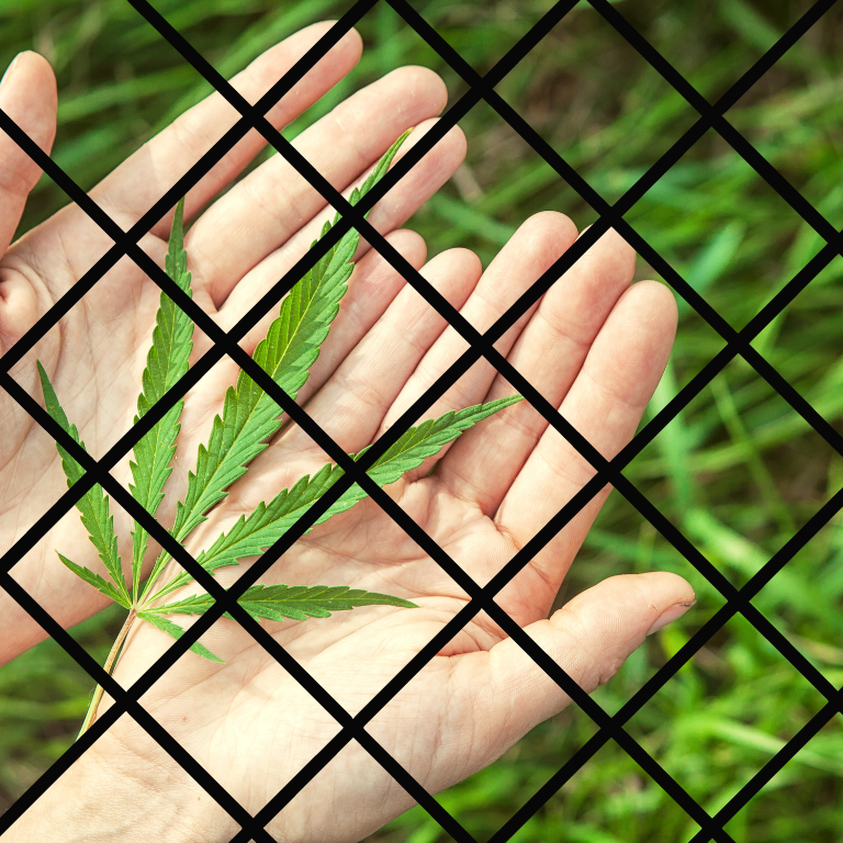 Unveiling the Truth: Cannabis Impact on Prison Demographics