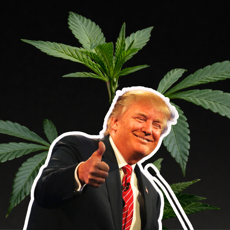 Cannabis Stocks Surge Following Trump’s Comments on Cannabis