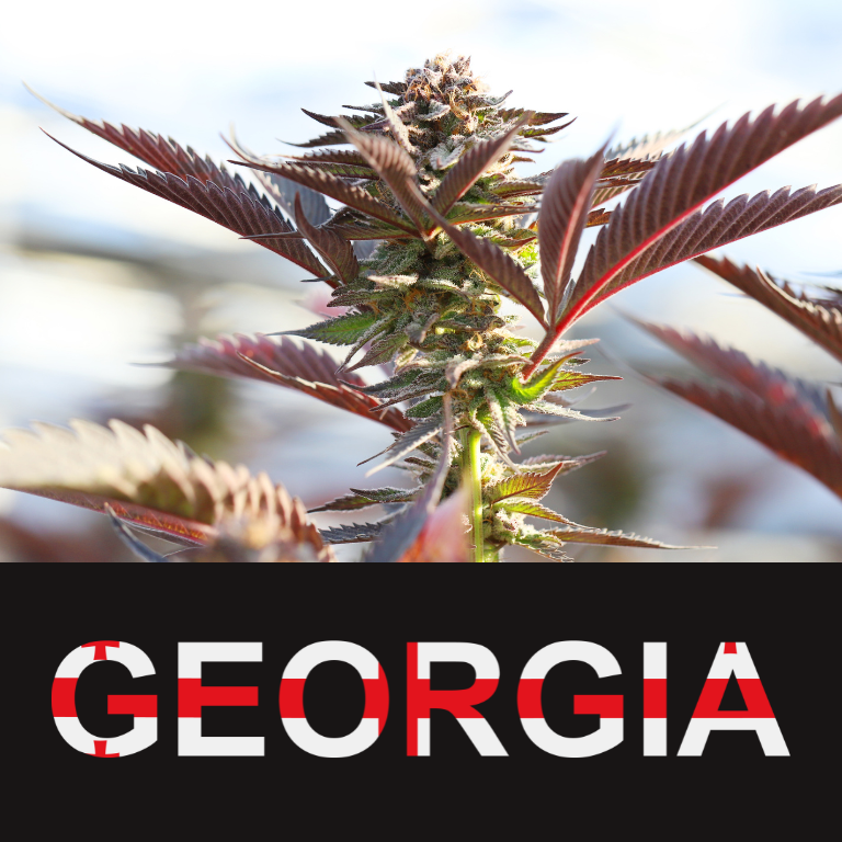 Fast-Growing Georgia Medical Cannabis Program Eases Access