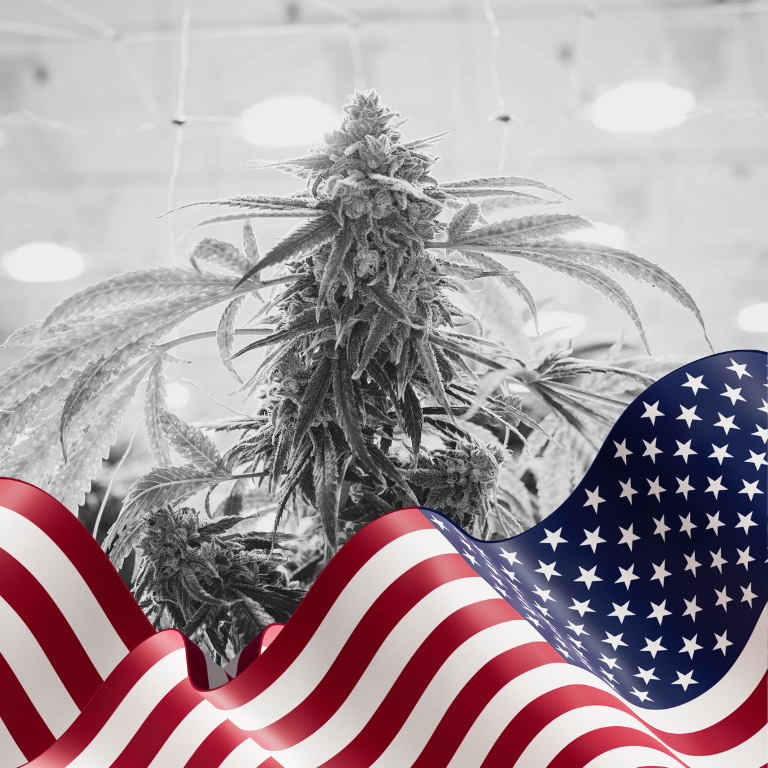 Cannabis Licenses Up in the US for the First Time in 2 Years