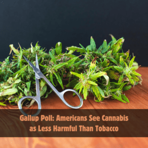 Gallup Poll: Americans See Cannabis as Less Harmful Than Tobacco