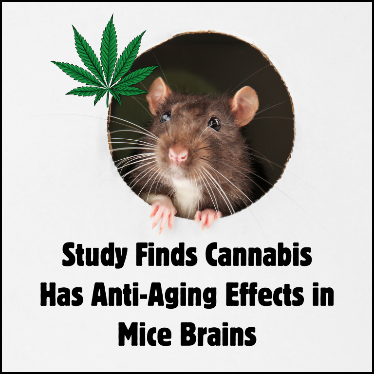 Study Finds Cannabis Has Anti-Aging Effects in Mice Brains