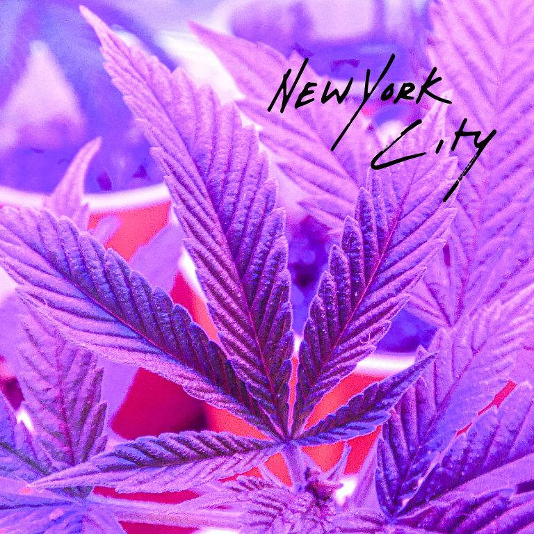 Adapting Your Business for New York's Cannabis Industry