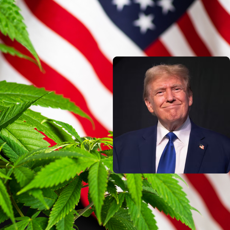 Trump's Endorsement of Cannabis Reform Sends Stocks Soaring