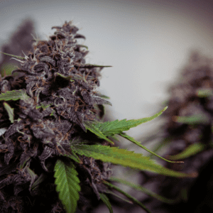 Aurora Cannabis Expands Research on Auto-Flowering Strains