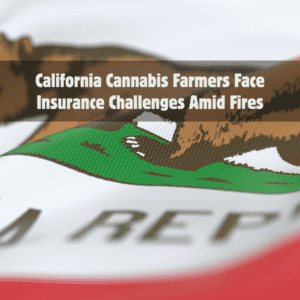 California Cannabis Farmers Face Insurance Challenges Amid Fires