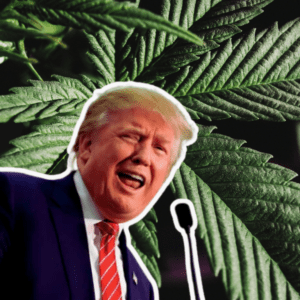 Trump Shocks Republicans by Backing Weed Legalization