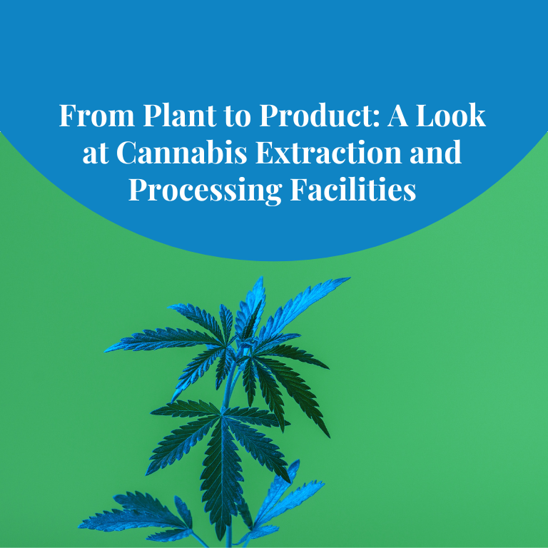 Cannabis Processing: Innovations in Extraction Facilities