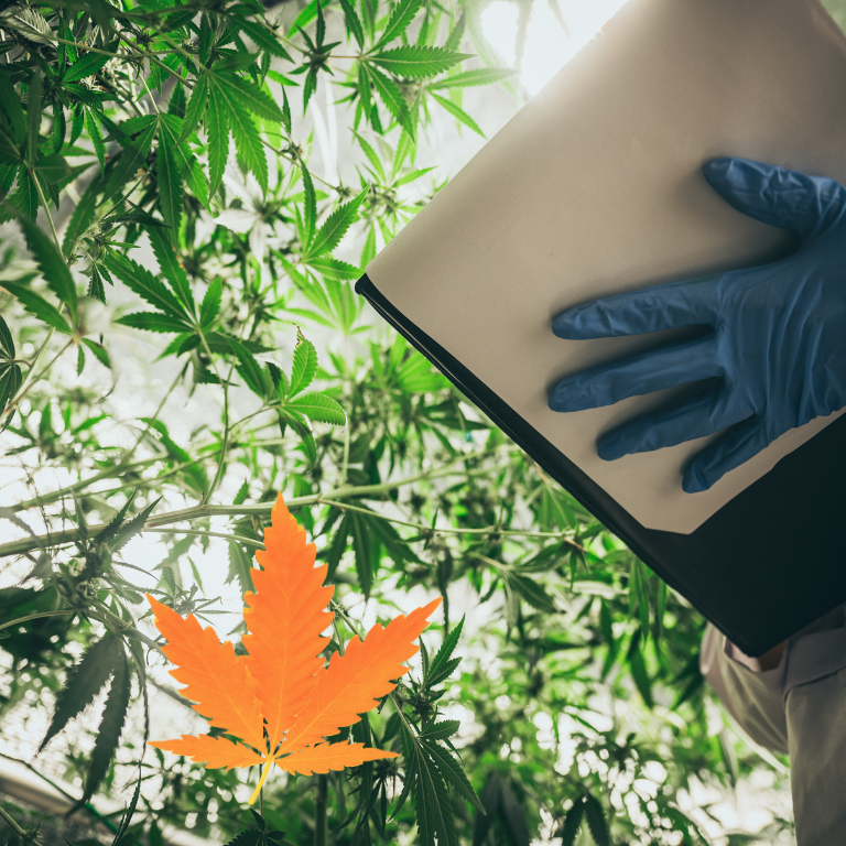 How Insurance Will Shape the Cannabis Industry's Future