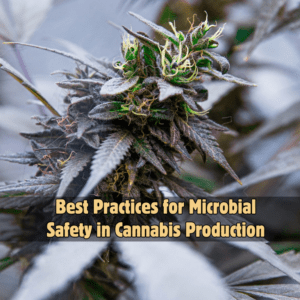 Microbial Safety in Cannabis: Essential Practices & Standards