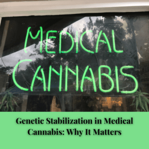 Genetic Stabilization in Medical Cannabis: Why It Matters