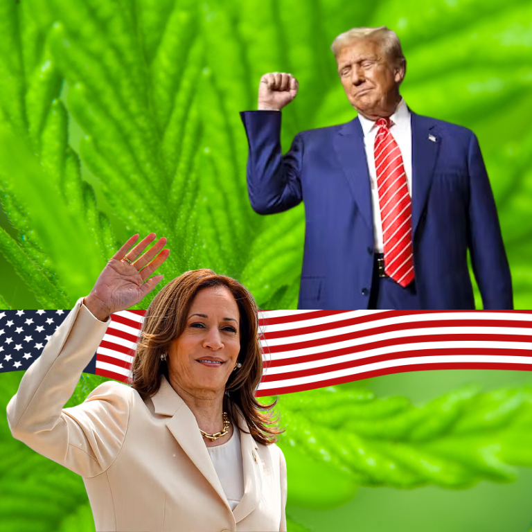 Stakeholders Debate if Harris or Trump Will Push Cannabis Reform