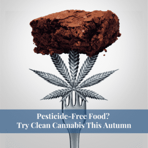 Pesticide-Free Food? Try Clean Cannabis This Autumn