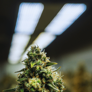 Indoor Cultivation: Is It Destroying Cannabis’ Natural Potential?