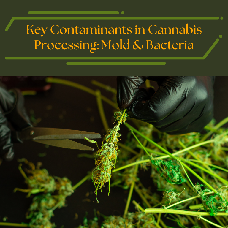 Key Contaminants in Cannabis Processing: Mold & Bacteria