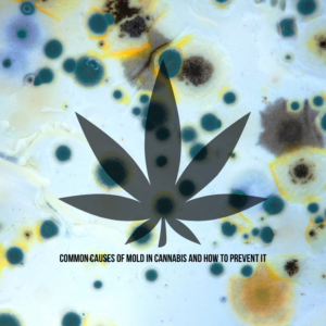 Common Causes of Mold in Cannabis and How to Prevent It