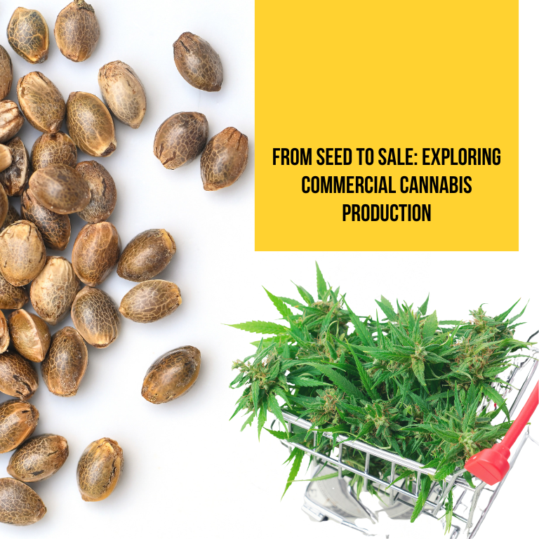 From Seed to Sale: Exploring Commercial Cannabis Production