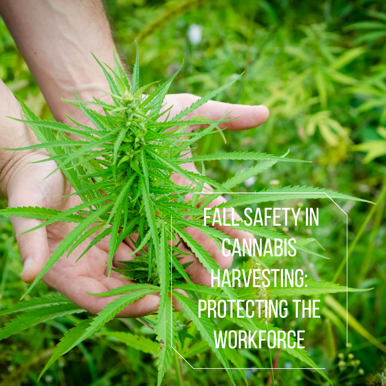 Fall Safety in Cannabis Harvesting: Protecting the Workforce