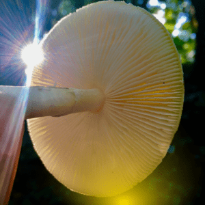 Magic Mushroom Strains: Do They Really Differ?