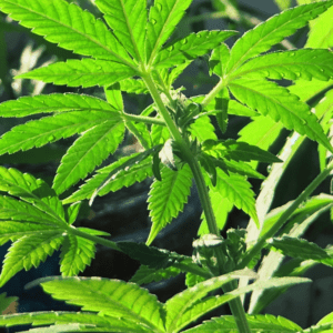 New Licenses Fuel Growth in Costa Rica's Hemp Industry