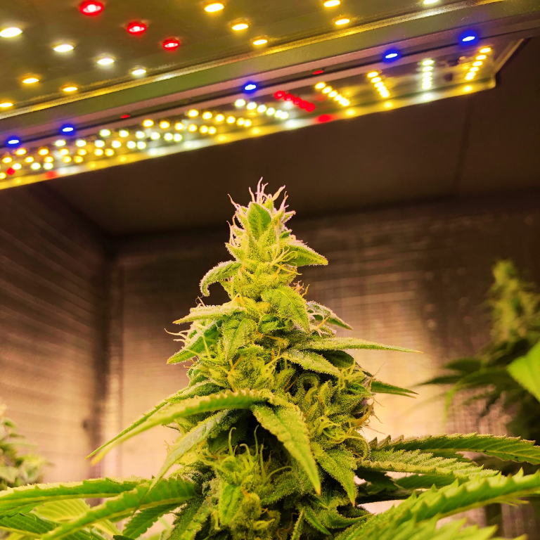 LED Rebate Funding Shortfall Hits Cannabis Lighting Vendors Hard