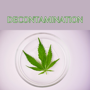 Decontamination: Protecting Quality in the Cannabis Market