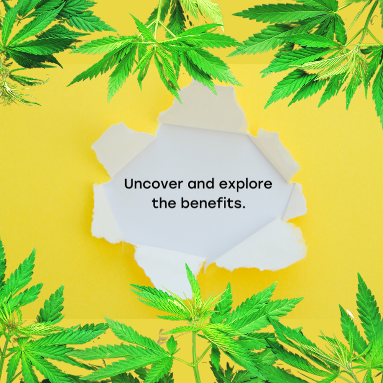 Exploring Cannabis: Health Benefits, Risks, and Lifespan Impact